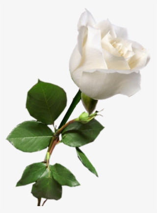 Rosa Blanca White Rose Png, White Roses, Red Roses, - Single White Rose Png #8045889