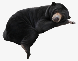 Cutout - Malayan Sun Bear #8046142