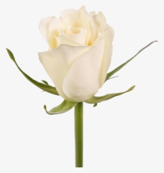Rosa Blanca Png - Floribunda #8046837