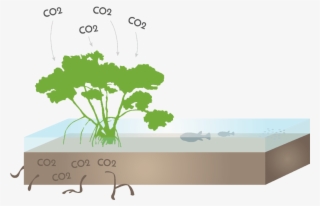 Starboard Blue Starboard Blue Image Royalty Free Library - Rhizophora Mangle #8047581