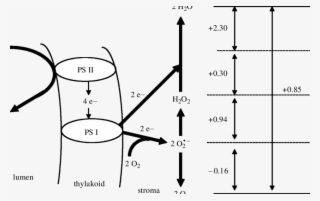 A Schematic Outline Of The Mehler^peroxidase Reaction - Diagram #8048413