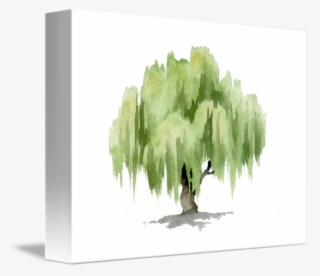 Willow Tree By David Rogers - Watercolor Willow Tree #8048514