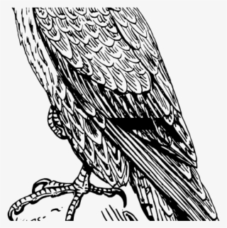 Falcon Logo Cliparts - Peregrine Falcon Drawing Png #8048750