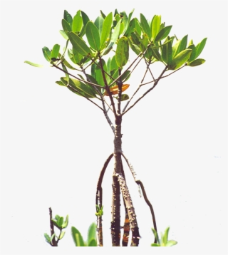 Mangroves - Florida - Poly - Mangrove Sapling #8048788