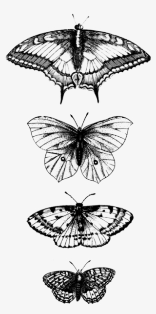Tattly Butterflies Tattoo - Tattoo #8049205