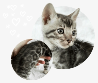 Cats Kittens For Sale Wild Sweet Bengals - Kitten #8049646