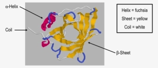 Secondary Structures In Retinol Binding Protein, Showing - Protein Structure Random Coil #8051630