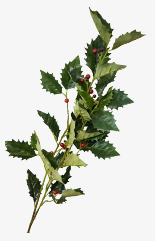 Larger / More Photos - Currant #8057576