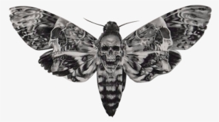 Atroposknife - Sphinx A Tete De Mort #8059982