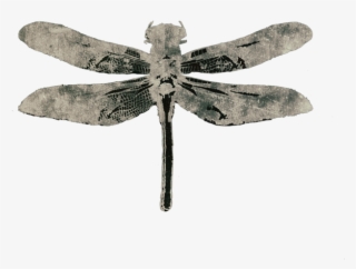 Dragonfly Cover Image For Website2 #8060491