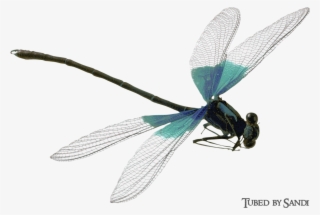 Dragonflies19 - Png Damselfly #8060737