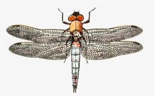 Dragonflies From - Net-winged Insects #8061583