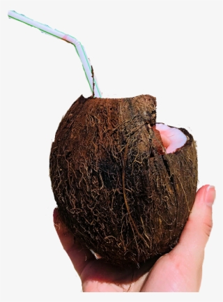 Report Abuse - Avocado #8062878
