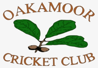 Ladies Softball #8063280