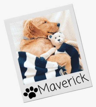 Soft Dog Toys - Golden Retriever #8064106