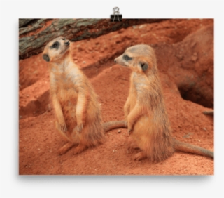 Meerkat Poster - Meerkat #8065194