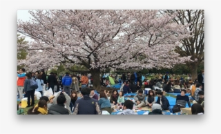 Kiba Koen, Tokyo, April - Cherry Blossom #8065784