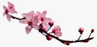 I Like Gritty Films That Have A Real What If This Happened - Cherryville Cherry Blossom Festival 2018 #8065978