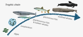 Sperm Whale Food Chain #8066240