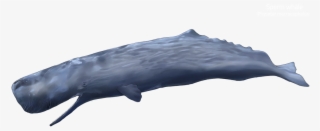 Drag This Box To See The Whale's Anatomy - Grey Whale #8066357