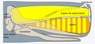 Open - Spermwhale Head #8066572