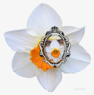 Sindicalismo Narciso Miró El Espejo Día Tras Día - Artificial Flower #8066822