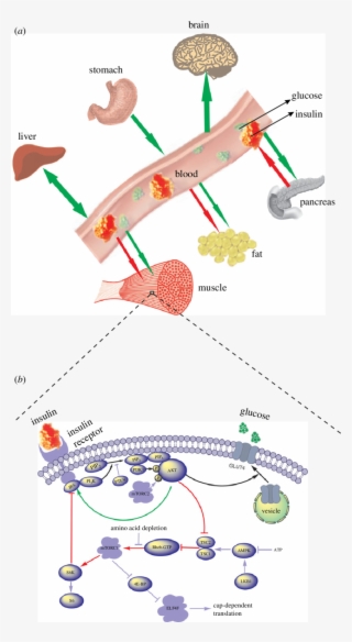 A Global Picture Of Glucose Insulin Dynamics - Diagram - Free ...