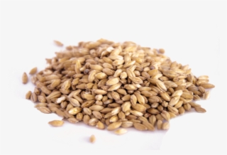 Grains Clipart Malt - Malt #8069543