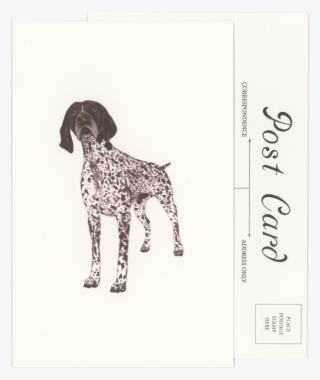 German Shorthaired Pointer Postcard #8070688