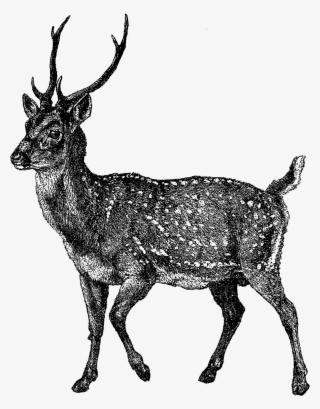 Digital Deer Clip Art - Elk #8072211