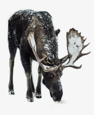 Deer Sticker #8072529