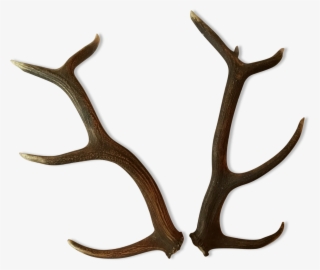 Deer #8072623