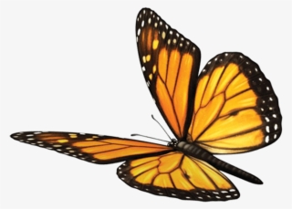 Butterfly Fawn Mind Soul Spirituality Monarch Sundara - Monarch Butterfly #8074009