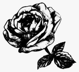 Rosalie Garlow - Garden Roses #8074402 Rosalie Garlow - Garden Roses #8074402