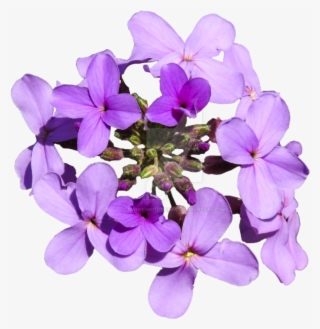 Purple Flowers Png - Moth Orchid #8074714