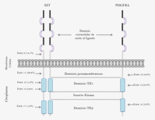 Ubicación Y Frecuencia De Mutaciones De Los Genes Kit - Diagram #8079041