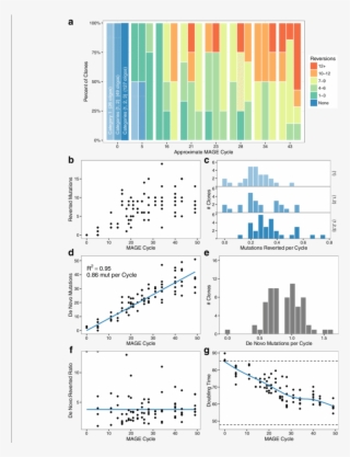 Mutation Dynamics Over Many Cycles Of Mage Allele Reversion - Graphic Design #8080388