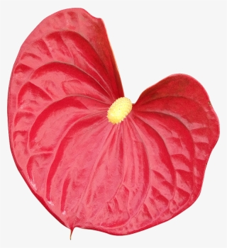 2018 03 27 - Anthurium Fond Transparent #8080763