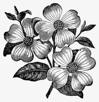 Dogwood Flower Clip Art #8081391