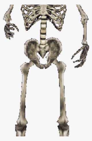 Skeleton Png Transparent Images - Skeleton #8082328