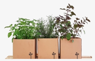 Vaso De Planta Png #8083031