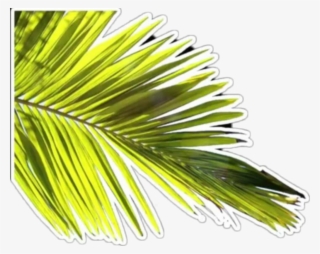 Overlay Hoja Planta Verde Ahre Sticker #8083068