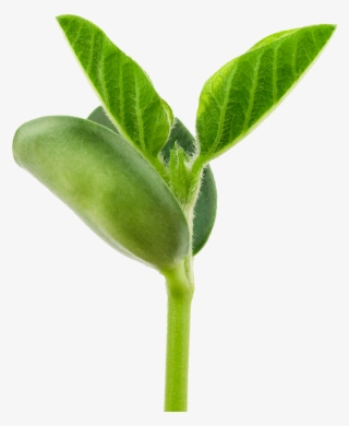 Alerta - Planta De Soja Png #8083633