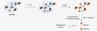 Activity-based Protein Profiling - Circle #8083912