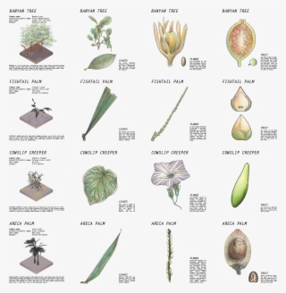 Botanical Drawing - Herbaceous Plant #8086714