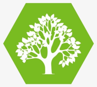 Stage Clipart Tree Development - Illustration #8087529