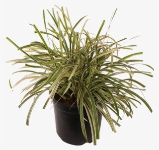 Ground Coverarge Plants - Houseplant #8089250