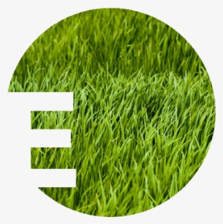 Western Digital Icon #8091787