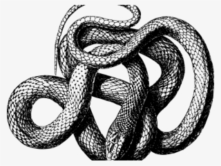 Drawn Serpent Snake Png - Slime Language Snake #8091959