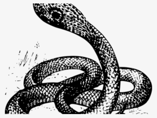 Drawn Snake Snake Png - Snakes Drawing #8092065